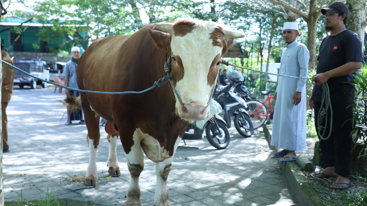 Sapi Kurban Seberat Lebih dari Satu Ton dari Wakil Ketua DPR RI Diserahkan untuk Masjid Agung Praya
